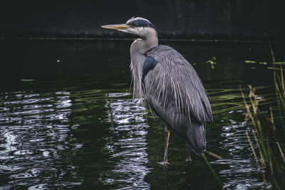 High angle view of gray heron in lake