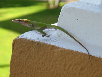 Close-up of a lizard