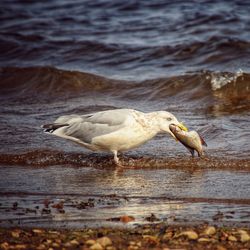 Side view of seagull on beach