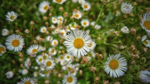 Close-up of fresh flowers blooming outdoors