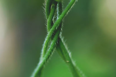 Close-up of plant