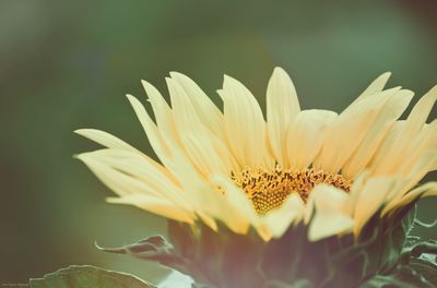 Close-up of sunflower