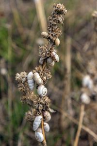 Close-up of wilted flower on field