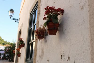 Low angle view of potted plant against building