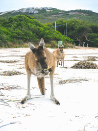 View of a sheep on field