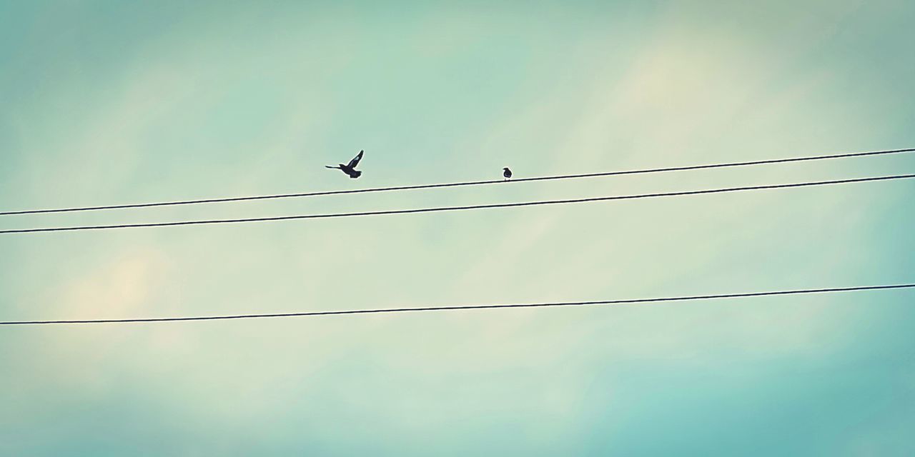 LOW ANGLE VIEW OF BIRDS ON CABLE