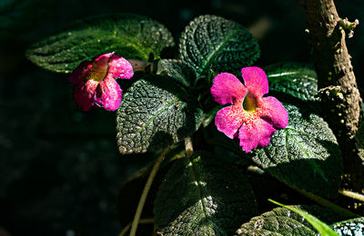 Close-up of pink flowering plant