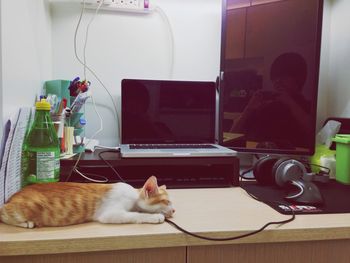 Cat relaxing on tiled floor
