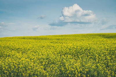 Scenic view of oilseed rape field against sky