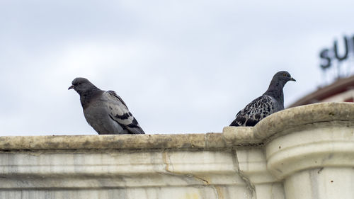 Low angle view of bird perching against sky