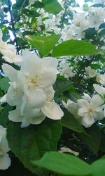 Close-up of white flower tree