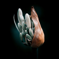 Close-up of flower 