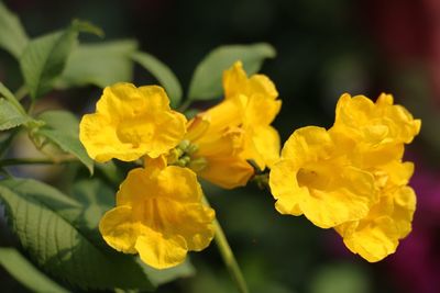 Close-up of yellow flowers blooming outdoors