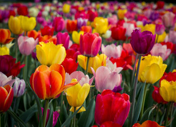 Close-up of pink tulips