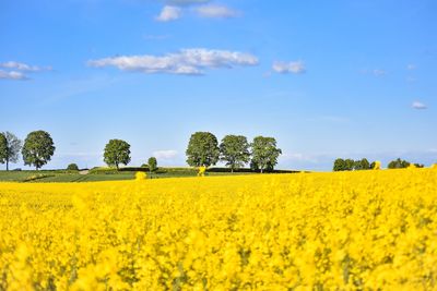 Scenic view of oilseed rape field against sky