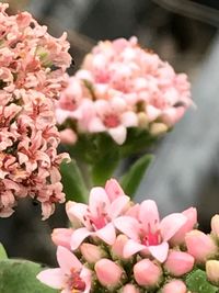 Close-up of pink flower bouquet