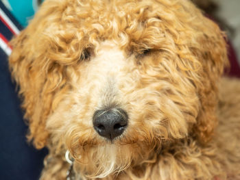 Close-up portrait of a dog