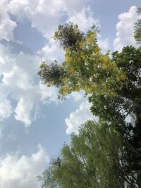 Low angle view of trees against sky