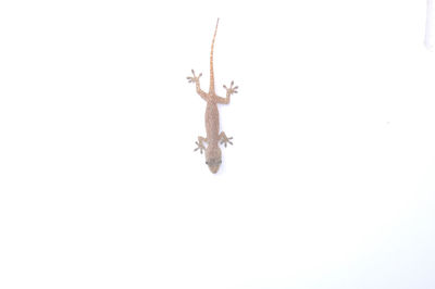 Close-up of lizard on white background