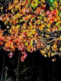 Close-up of autumn tree