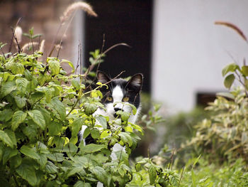 Close-up of cat amidst plants