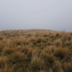 Scenic view of field against clear sky