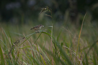 Close-up of bird perching on grass