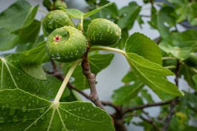 Close-up of fruits on tree