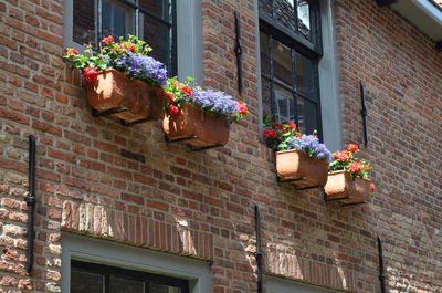 Potted plants on building