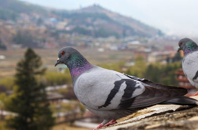 Close-up of pigeon perching