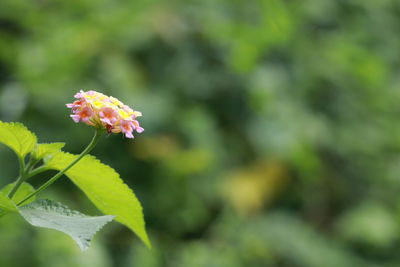 Close-up of pink flowering plant