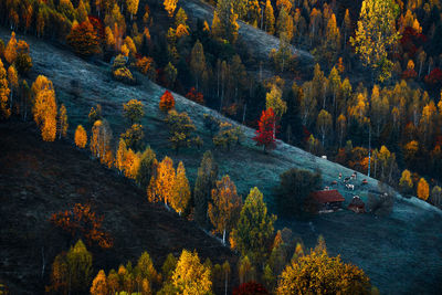 Cows and barn on high mountain pasture in autumn morning