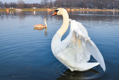 Swan swimming in lake