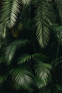 Full frame shot of palm trees