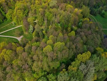 High angle view of trees and plants in forest