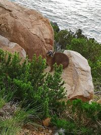 High angle view of animal on rock by sea