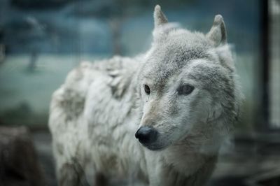 Close-up of a wolf