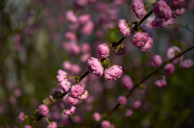 Close-up of pink cherry blossom on tree