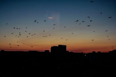 Silhouette birds flying over city against sky during sunset