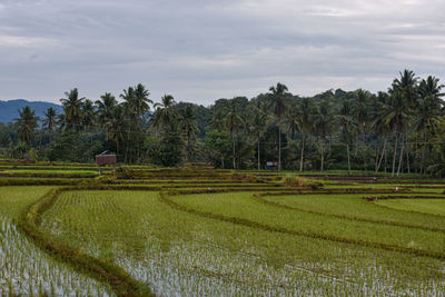 paddy field