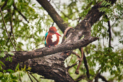 A white throated kingfisher perching  in national park 