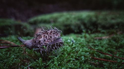 Close-up of lizard on grass