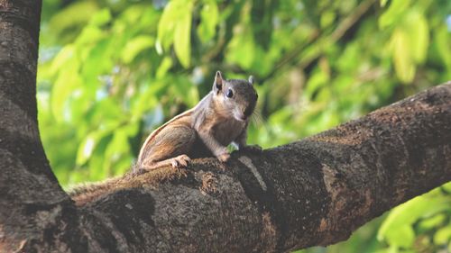 Squirrel on a tree