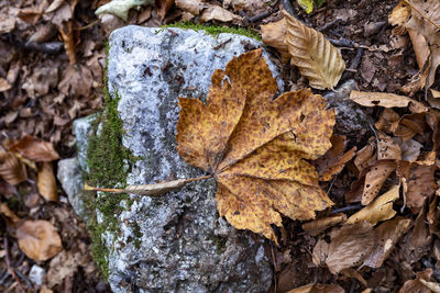 High angle view of dry leaves on land