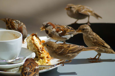 Close-up of birds eating food