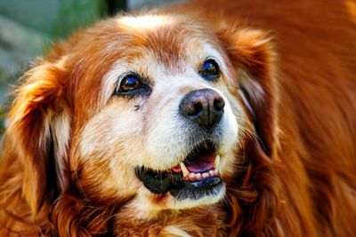 Close-up portrait of a dog