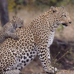 Close-up of leopard with cub in forest