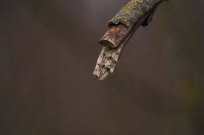 Close-up of stem against blurred background