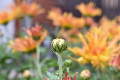 Close-up of flowering plant