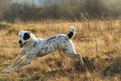 View of a dog on field